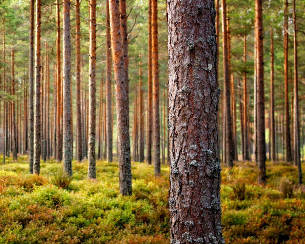 Pine Tree Forest Used to Make CLT Mats